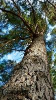 tree trunk with green leaves in spring season photo