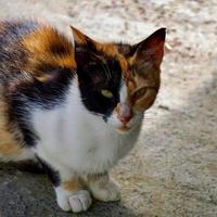 beautiful stray cat portrait photo