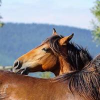 Hermoso caballo marrón portrain en la pradera foto