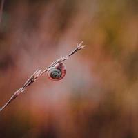 little snail on the plant photo