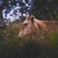 retrato de vaca marrón en el prado