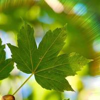 hojas de arbol verde en la naturaleza foto