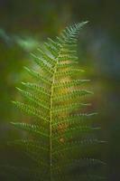 hojas de helecho verde en la naturaleza foto