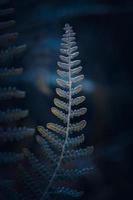 green and blue fern leaves in the nature photo