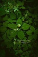 hojas de plantas verdes en primavera foto