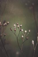 dry flower plant in autumn season photo