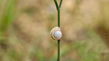 little white snail on the plant