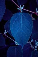hojas de plantas azules en la naturaleza en la temporada de primavera