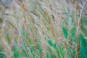 dry flower plants in the nature photo