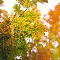 tree brown leaves in autumn season photo