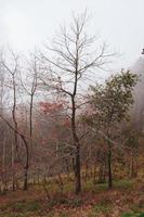 árboles en el bosque en temporada de otoño foto