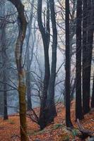 árboles en el bosque en temporada de otoño foto