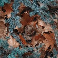 brown leaves and pine cone in winter season