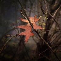 tree brown leaves in autumn season photo