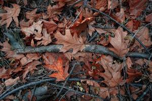 hojas secas marrones y ramas de árboles