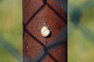 little brown snail in the nature photo