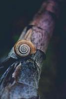 little brown snail in the nature