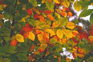 árbol de hojas marrones en la temporada de otoño