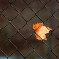 brown maple leaf on the metallic fence photo