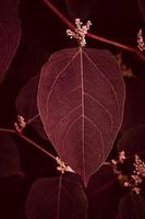 red plant leaves in autumn season photo