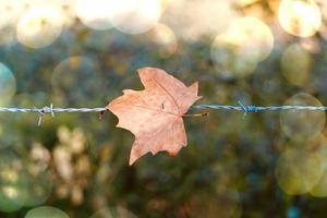 brown maple leaf on the metallic fence photo