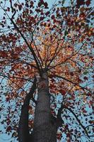 árboles con hojas marrones en temporada de otoño foto