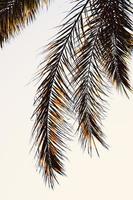 palm tree leaves abstract background photo