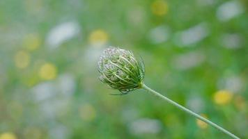 green flower plant in the nature photo