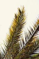 palm tree leaves abstract background photo