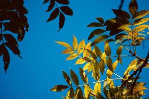 green tree leaves and blue sky