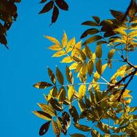hojas de árboles verdes y cielo azul