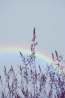 rainbow on the flower plants silhouette photo