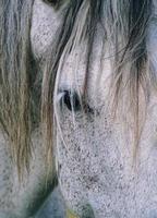 beautiful white horse portrait photo