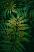 green plant leaves textured background photo