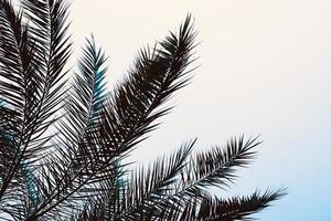 palm tree leaves background photo