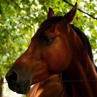 hermoso retrato de caballo marrón foto