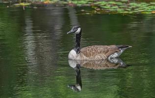 Canada Goose banta canadensis floating in calm pond water with reflection of head and green trees lillypads blurred in background
