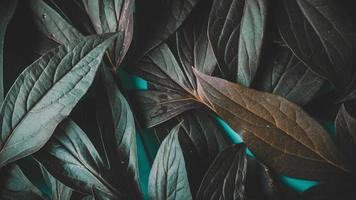 foliage on a blue background photo