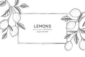 Lemons fruit hand drawn botanical illustration with line art vector