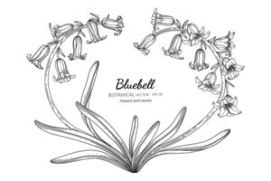 Bluebell flower and leaf hand drawn botanical illustration with line art vector