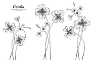 Oxalis flower and leaf hand drawn botanical illustration with line art vector