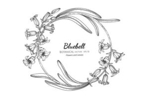 Bluebell flower and leaf hand drawn botanical illustration with line art vector