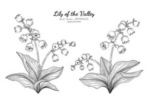 Lily of the valley flower and leaf hand drawn botanical illustration with line art vector