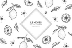 Lemons fruit hand drawn botanical illustration with line art vector