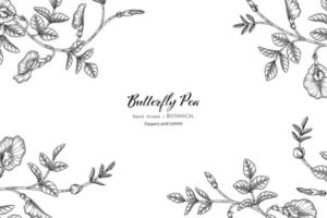 Butterfly peas flower and leaf hand drawn botanical illustration with line art vector