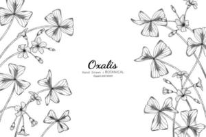 Oxalis flower and leaf hand drawn botanical illustration with line art vector