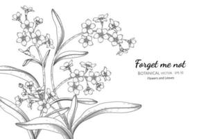 Forget me not flower and leaf hand drawn botanical illustration with line art vector