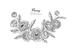 Peony flower and leaf hand drawn botanical illustration with line art vector