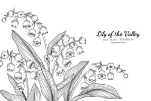 Lily of the valley flower and leaf hand drawn botanical illustration with line art vector