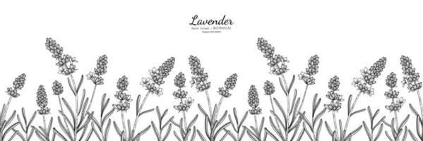 flor de lavanda de patrones sin fisuras y hojas dibujadas a mano ilustración botánica con arte lineal vector